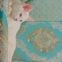 گربه|گربه|یزد, |دیوار