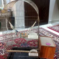 عروس هلندی|پرنده|تهران, نبی اکرم|دیوار