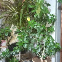 گل طبیعی|گل و گیاه طبیعی|آباده, |دیوار