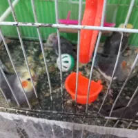 پرنده عروس هلندی