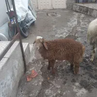 میش سه شکم درشت