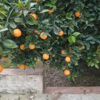 تامسون درجه یک فله