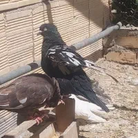 طوقی|پرنده|اصفهان, شهرستان|دیوار