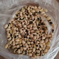 عدس‌نخود‌لوبیا‌ماش