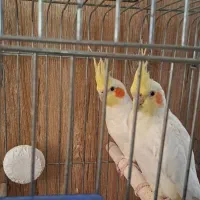 عروس هلندی مولد لوتینو