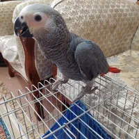 جوجه کاسکو ملنگو زرد خورشیدی لوری رنگین کمان