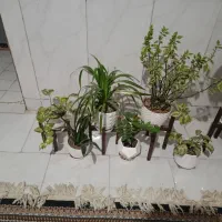 گل و گیاه|گل و گیاه طبیعی|مشهد, موعود|دیوار