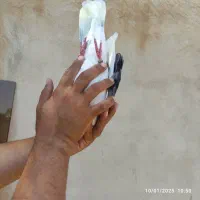 کبوتر کفتر ماده پشت سنگی عتیقه|پرنده|هشتگرد, فاز ۱ مهستان|دیوار