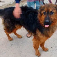 واگذاری سگ ژرمن نر ۱۱ ماهه