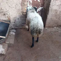 قوچ چالی اصل