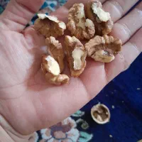 گردومغزپر|حراج|نهاوند, |دیوار