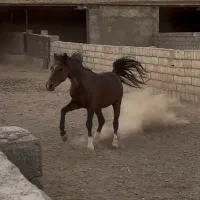 اسب با مدارک و میکروچیپ قیمت مناسب