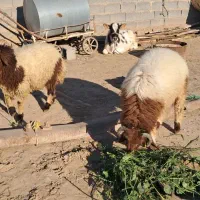 2راس به چا و درجه 1 خروف|حیوانات مزرعه|کرخه, |دیوار