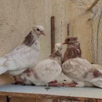 کبوتر جوجه|پرنده|قم, زاویه|دیوار