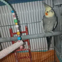 دو جفت عروس هلندی|پرنده|گرمی, |دیوار