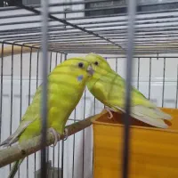 دوعدد مرغ عشق سالم و قشنگ