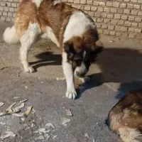 سگ سرابی و قهدریجانی