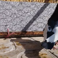 سینه سیاه نر|پرنده|ارسنجان, |دیوار