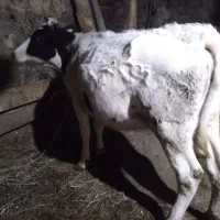 ۲عددگاو باگوساله هاش آبستن ۶ماهه|حیوانات مزرعه|عنبران, |دیوار