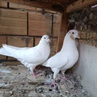 کبوتر پرشی|پرنده|کاشان, شهرک امیرالمومنین|دیوار