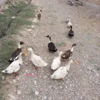 اردک فروشی