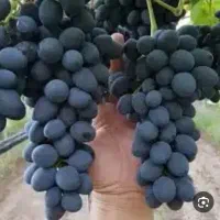 انگور شانی بدون هسته  ترکمن۴