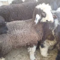 دو عدد بره برا فروش|حیوانات مزرعه|دهدشت, |دیوار