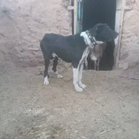 حیوان گله درشت|سگ|شاندیز, |دیوار