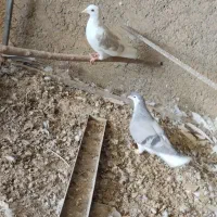کبوتر|پرنده|الوند, |دیوار