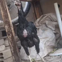 مرغ لاری|حیوانات مزرعه|الوند, |دیوار