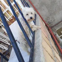 بازیگوش و بی سر صدا