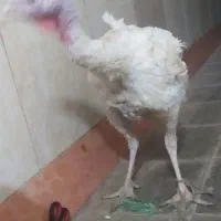 بوقلمون
