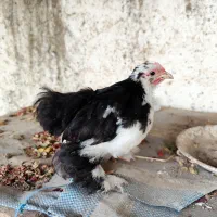 جوجه کوشین و گلین