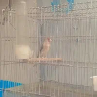 سهره نر قرص بخون|پرنده|تهران, تهرانپارس غربی|دیوار