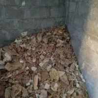 نان خشک تمیز برای گاو وگوسفندان