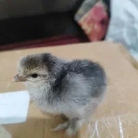 جوجه دیلگونی اصل همه پاپر ودرشت|حیوانات مزرعه|دهدشت, |دیوار