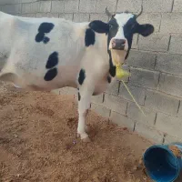 گاو خارجی نزدیک زایمان