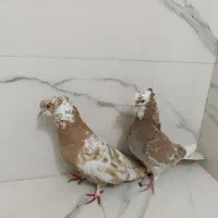 کبوتر زردی اصیل