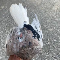 سرور دم سفید چاپ دار