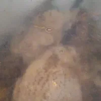 عسل طبیعی|خوردنی و آشامیدنی|اهواز, دغاغله|دیوار