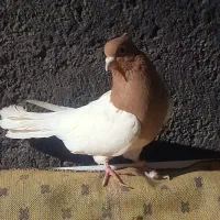 کبوترطوقی کله زرد