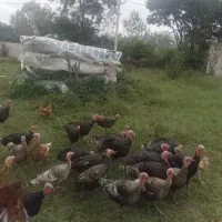 هشت عدد بوقلمون سالم جوان