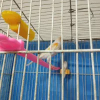 قناری ماده مست تخم خاکی گذاشته|پرنده|مشهد, کارمندان دوم|دیوار