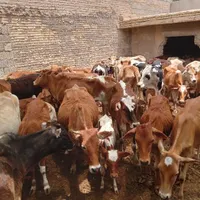 گاو گوساله گوسفند بز بره گاومیش درشادگان|حیوانات مزرعه|اهواز, گلستان|دیوار