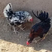تخم مرغ گلین لری