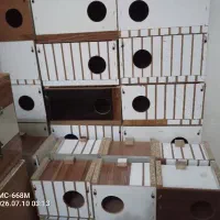 لانه عروس هلندی