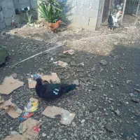 مرغ و خروس محلی