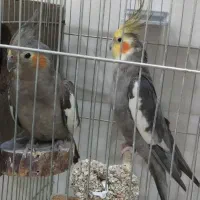 دو جفت عروس هلندی مولد