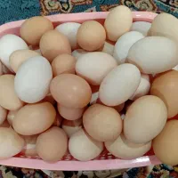 تخم مرغ محلی تازه|خوردنی و آشامیدنی|لنگرود, |دیوار