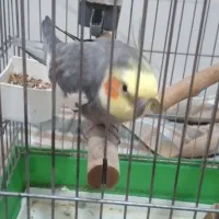 عروس هلندی|پرنده|ساری, |دیوار